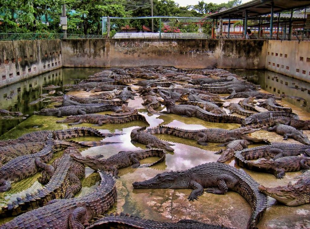 Тайланд Экскурсии в Паттайе 2022. Крокодиловая ферма