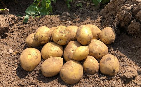 Картофель Сорая: немецкий стандарт урожайности и идеального вкуса для профессиональной кухни